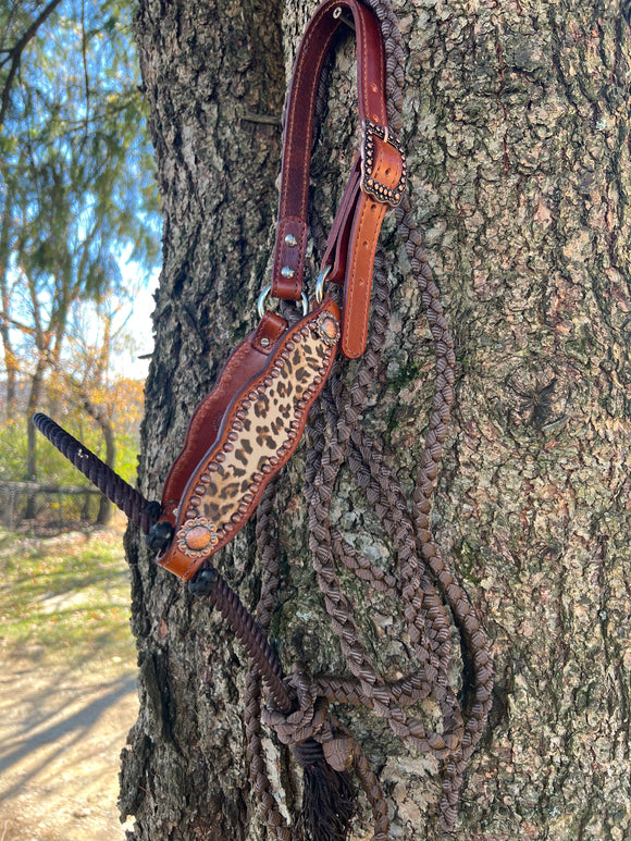 Cheetah with Brown Muletape